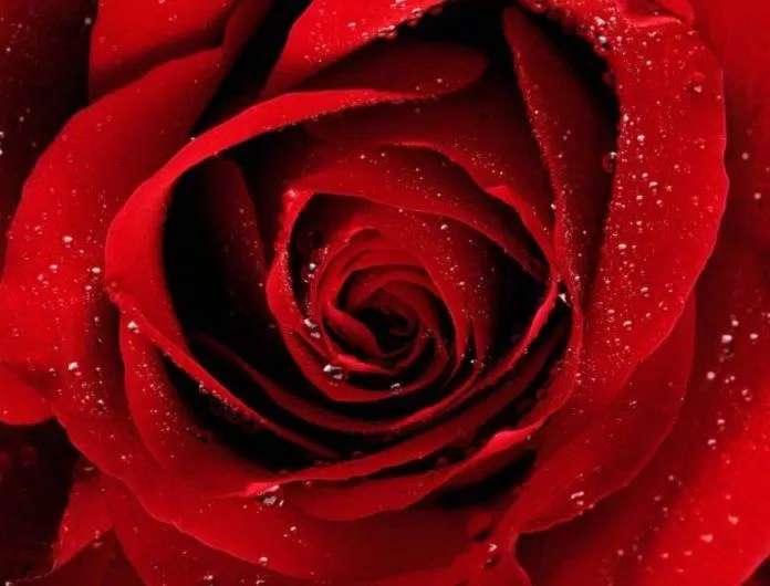 Hoa hồng đỏ. (Ảnh: Internet)