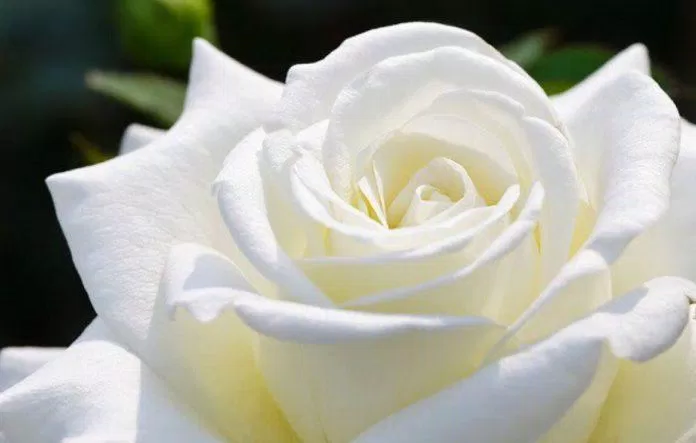 Hoa hồng trắng. (Ảnh: Internet)