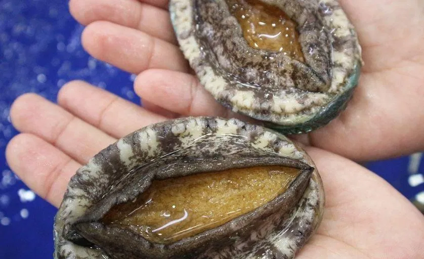 Bào ngư có sẵn ở dạng tươi, đông lạnh, khô hoặc đóng hộp (Nguồn: Internet)