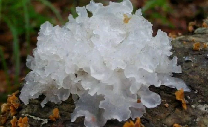 167 Học cách làm nấm tuyết xào chay đổi vị cho cả nhà mới nhất 2 Nấm tuyết chứa nhiều chất dinh dưỡng (Nguồn: Internet)