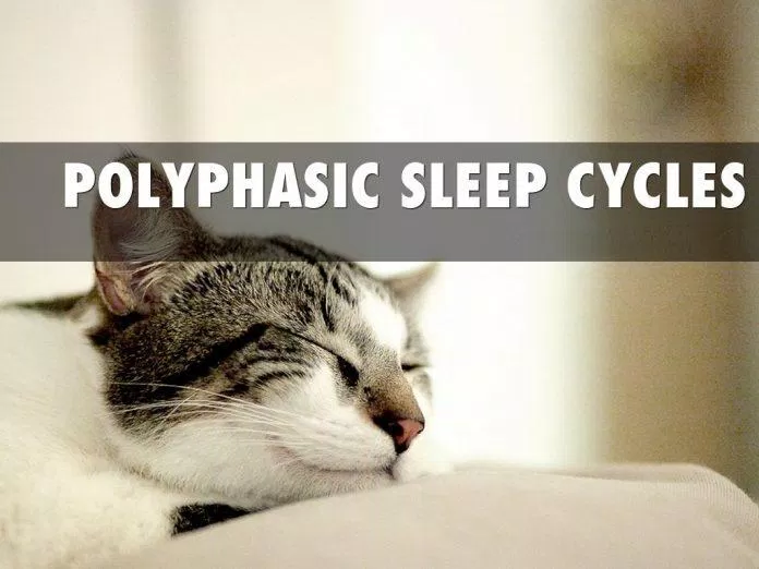 Ví dụ như loài mèo thường ngủ nhiều lần suốt ngày (Ảnh: Internet).
