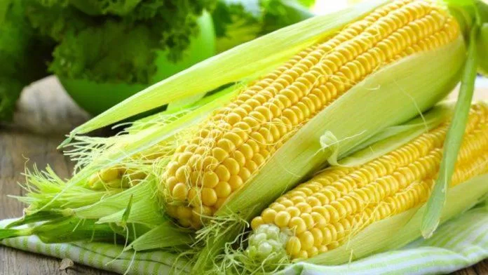 Người lớn tuổi nên bổ sung nhiều ngô (Nguồn: Internet)