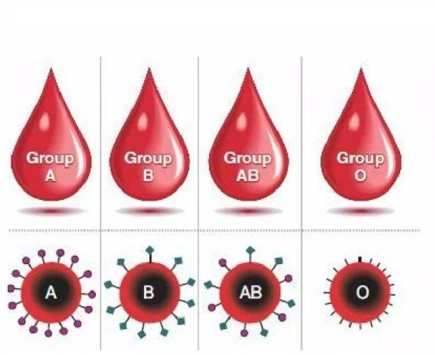 Nhóm máu ABO do các kháng nguyên trên bề mặt hồng cầu quy định (Ảnh: Internet).