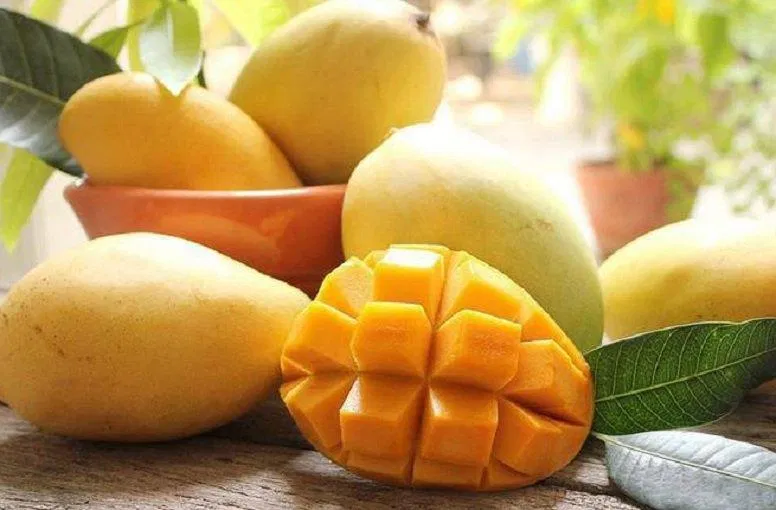 Xoài chín có vị ngọt sẽ tốt cho những bệnh nhân đau dạ dày hơn là xoài xanh, chua (Ảnh: Internet). Xoài chín có vị ngọt sẽ tốt cho những bệnh nhân đau dạ dày hơn là xoài xanh, chua (Ảnh: Internet).