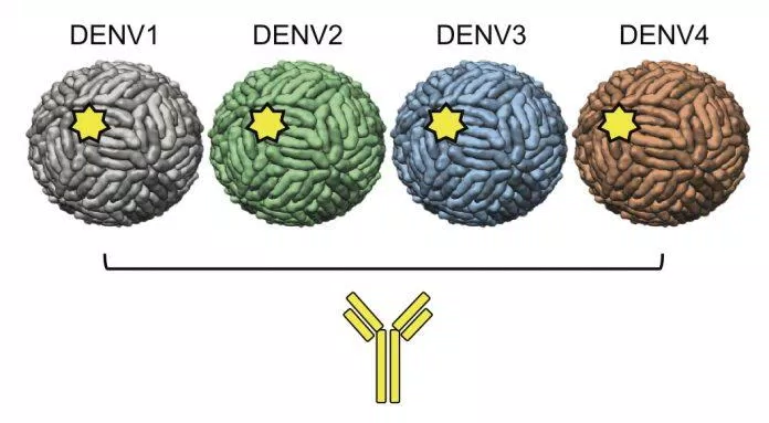Virus Dengue có 4 tuýp khác nhau (Ảnh: Internet).