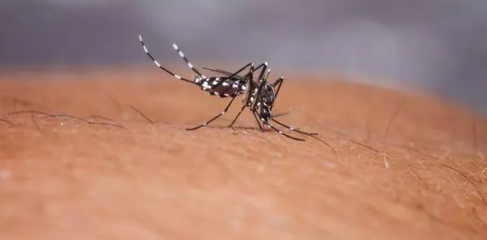 Muỗi vằn Aedes là vật trung gian truyền bệnh sốt xuất huyết (Ảnh: Internet).