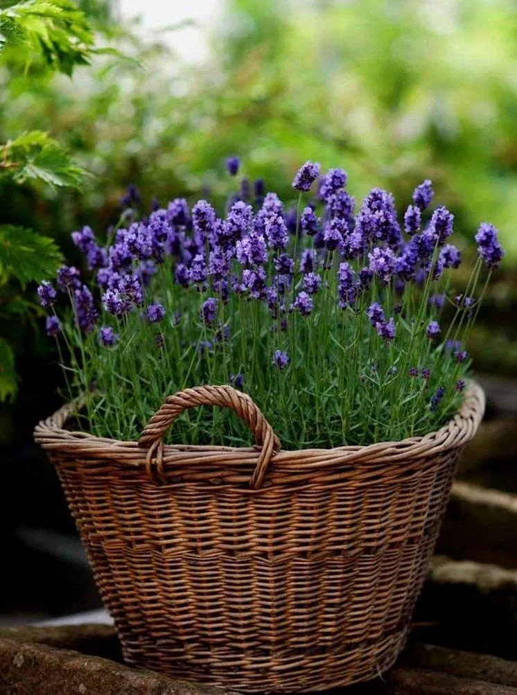 Hoa oải hương có thể đuổi muỗi (Ảnh: Internet). Hoa oải hương có thể đuổi muỗi (Ảnh: Internet).