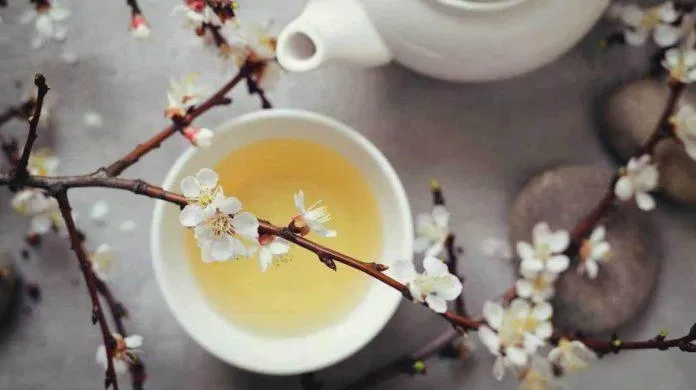 Trà trắng