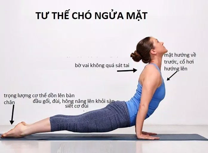 Tư thế yoga chó ngửa mặt phổ biến trong bài tập giảm mỡ bụng (Nguồn: Internet)