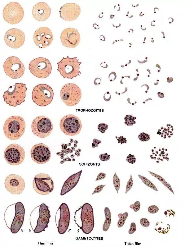 Các dạng khác nhau của ký sinh trùng sốt rét trong vòng đời của nó (Ảnh: Internet).