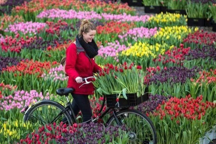 Hà Lan hay Amsterdam nổi tiếng với hoa Tulip
