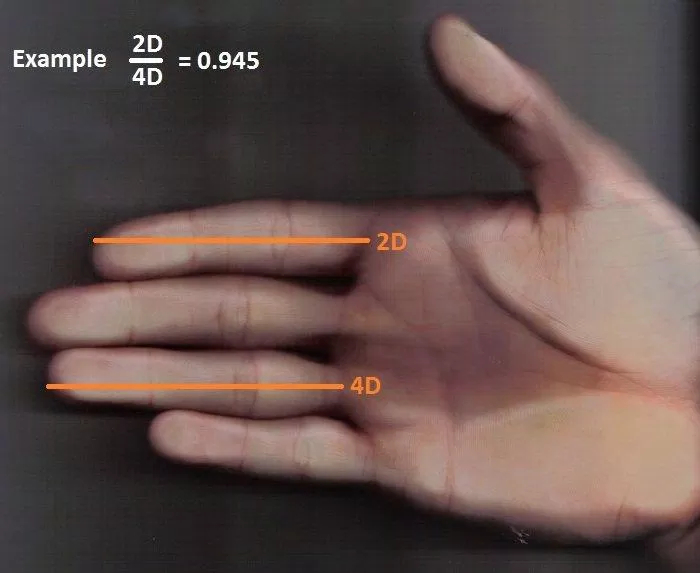 Tỷ lệ chiều dài của ngón 2 so với ngón 4 (Ảnh: Internet).