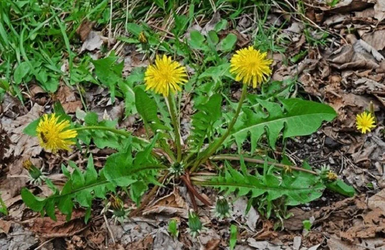 Bồ công anh được dùng làm thuốc từ xa xưa (Ảnh: Internet). Bồ công anh được dùng làm thuốc từ xa xưa (Ảnh: Internet).