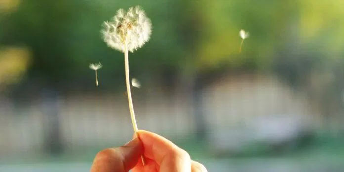 Một số người có thể bị dị ứng với bồ công anh (Ảnh: Internet). Một số người có thể bị dị ứng với bồ công anh (Ảnh: Internet).