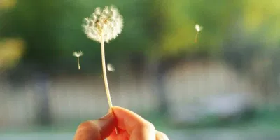 Một số người có thể bị dị ứng với bồ công anh (Ảnh: Internet). Một số người có thể bị dị ứng với bồ công anh (Ảnh: Internet).