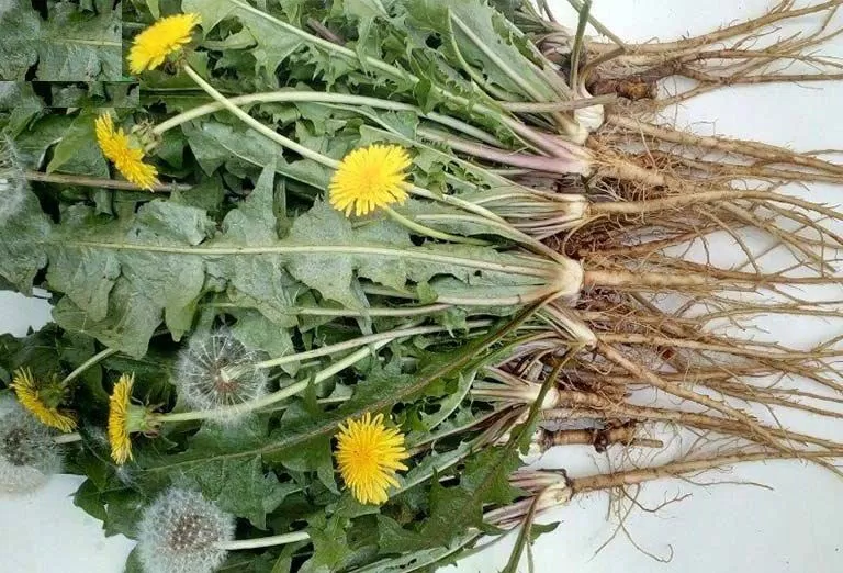 Bồ công anh đã được thu hoạch (Ảnh: Internet). Bồ công anh đã được thu hoạch (Ảnh: Internet).