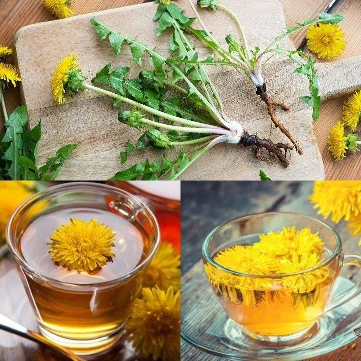 Trà bồ công anh (Ảnh: Internet). Trà bồ công anh (Ảnh: Internet).