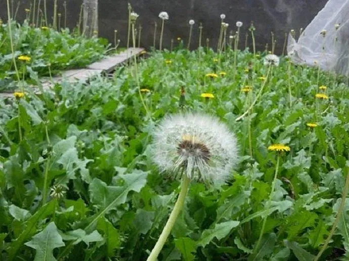 Cây bồ công anh được trồng làm rau và thuốc (Ảnh: Internet). Cây bồ công anh được trồng làm rau và thuốc (Ảnh: Internet).