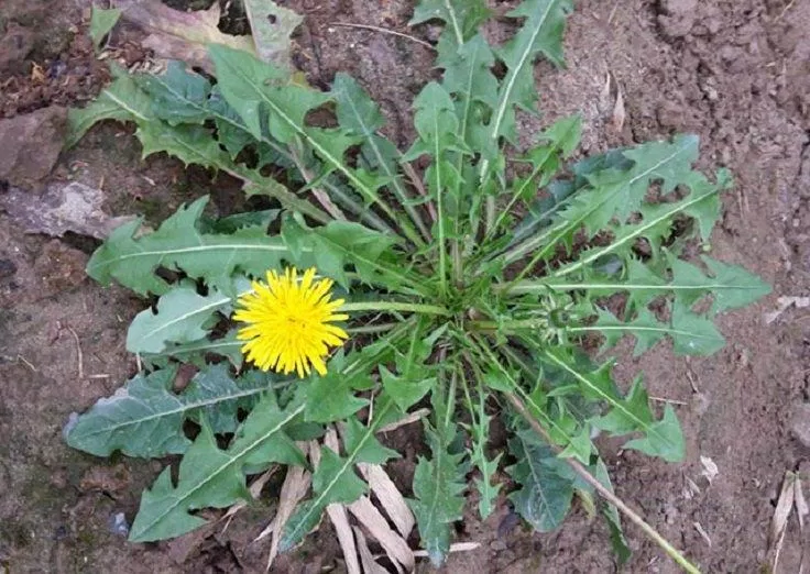 Cây bồ công anh mọc dại ở nhiều nơi (Ảnh: Internet). Cây bồ công anh mọc dại ở nhiều nơi (Ảnh: Internet).