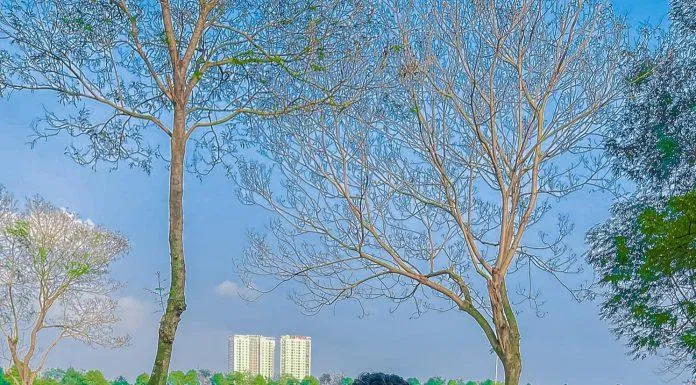Công viên Yên Sở có đặc thù là thảm cỏ cực rộng (Ảnh: Nguyễn Thanh Thảo). Công viên Yên Sở có đặc thù là thảm cỏ cực rộng (Ảnh: Nguyễn Thanh Thảo).