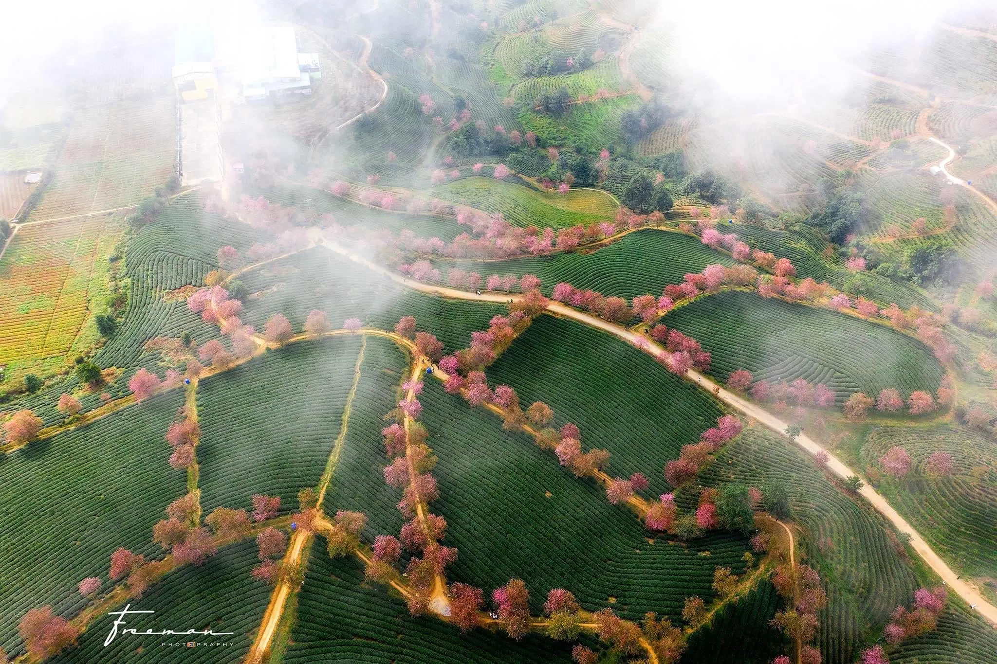 Hoa đào Sapa bắt đầu nở rộ từ đầu tháng 12 - Ảnh: Binh Nguyen Hoa đào Sapa bắt đầu nở rộ từ đầu tháng 12 - Ảnh: Binh Nguyen