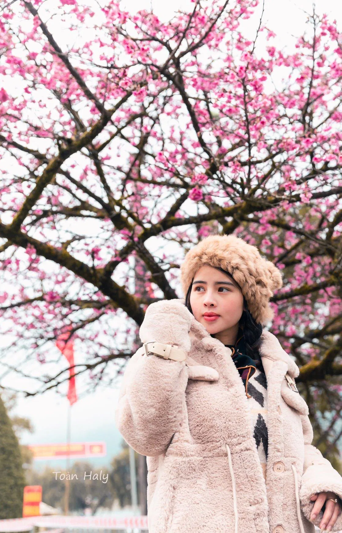 Hoa đào nở rộ ở khu vực UBND Thị xã - Ảnh: Toản Haly Hoa đào nở rộ ở khu vực UBND Thị xã - Ảnh: Toản Haly