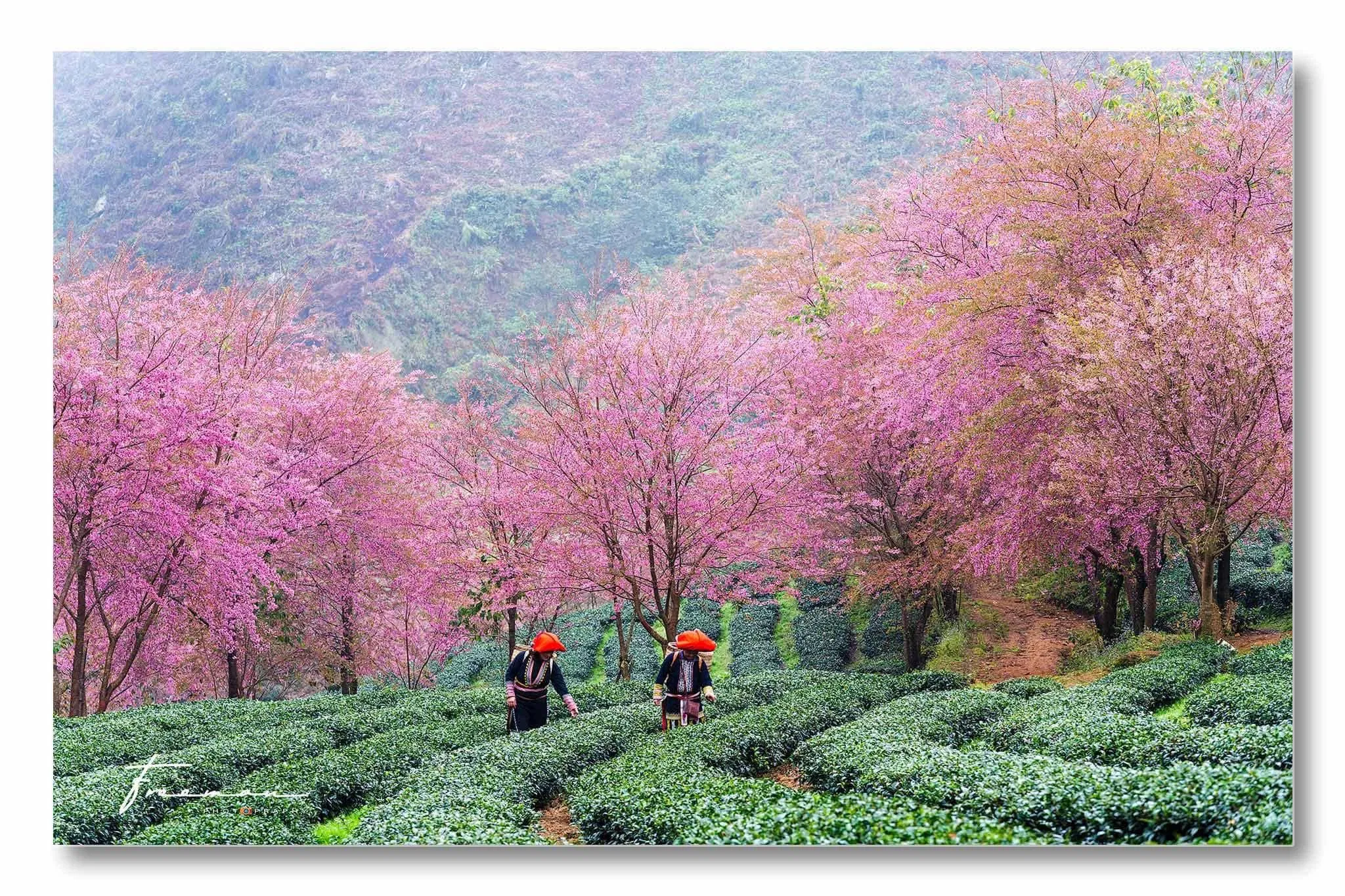 Khung cảnh thiên nhiên cực đẹp của Đồi chè Ô Long - Ảnh: Binh Nguyen Khung cảnh thiên nhiên cực đẹp của Đồi chè Ô Long - Ảnh: Binh Nguyen