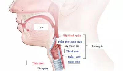 Dây thanh âm nằm trong thanh quản ở cổ họng (Ảnh: Internet). Dây thanh âm nằm trong thanh quản ở cổ họng (Ảnh: Internet).