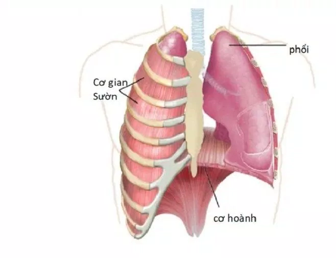 Phổi bị viêm có thể kích thích cơ hoành gây nấc (Ảnh: Internet).