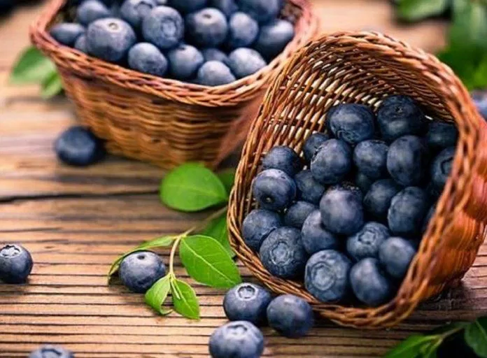 Quả việt quất có thành phần làm loãng máu và giảm lượng glucose xuống dưới mức trung bình. (Ảnh: Internet) Quả việt quất có thành phần làm loãng máu và giảm lượng glucose xuống dưới mức trung bình. (Ảnh: Internet)