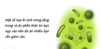 Ký sinh trùng rất nguy hiểm với sức khoẻ con người. (Ảnh: Internet) Ký sinh trùng rất nguy hiểm với sức khoẻ con người. (Ảnh: Internet)