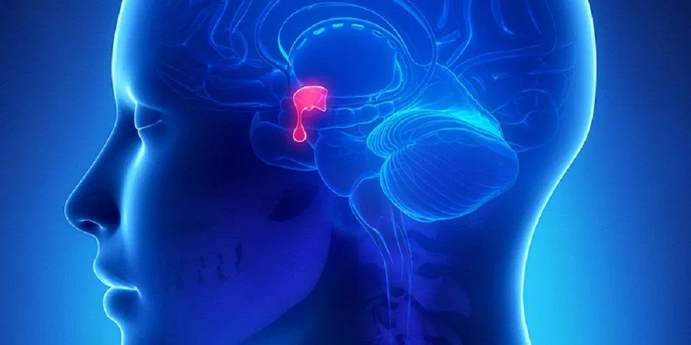 Tuyến yên trong não tiết hormone tăng trưởng (Ảnh: Internet). Tuyến yên trong não tiết hormone tăng trưởng (Ảnh: Internet).