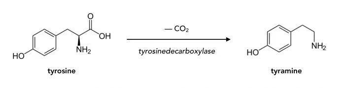 Tyramine và tyrosine đều có trong cơ thể người một cách tự nhiên (Ảnh: Internet). Tyramine và tyrosine đều có trong cơ thể người một cách tự nhiên (Ảnh: Internet).