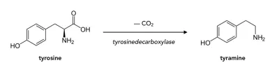 Tyramine và tyrosine đều có trong cơ thể người một cách tự nhiên (Ảnh: Internet). Tyramine và tyrosine đều có trong cơ thể người một cách tự nhiên (Ảnh: Internet).