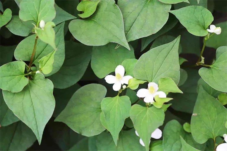 Người bị u nang tuyến giáp nên dùng rau diếp cá (Nguồn: Internet) Người bị u nang tuyến giáp nên dùng rau diếp cá (Nguồn: Internet)