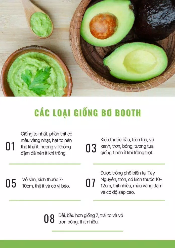 Các loại giống bơ Booth (Ảnh: Internet). Các loại giống bơ Booth (Ảnh: Internet).