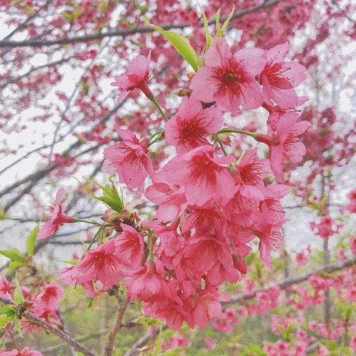 Hoa mai anh đào ở hồ Pá Khoang (Nguồn: Ngân Hà). Hoa mai anh đào ở hồ Pá Khoang (Nguồn: Ngân Hà).