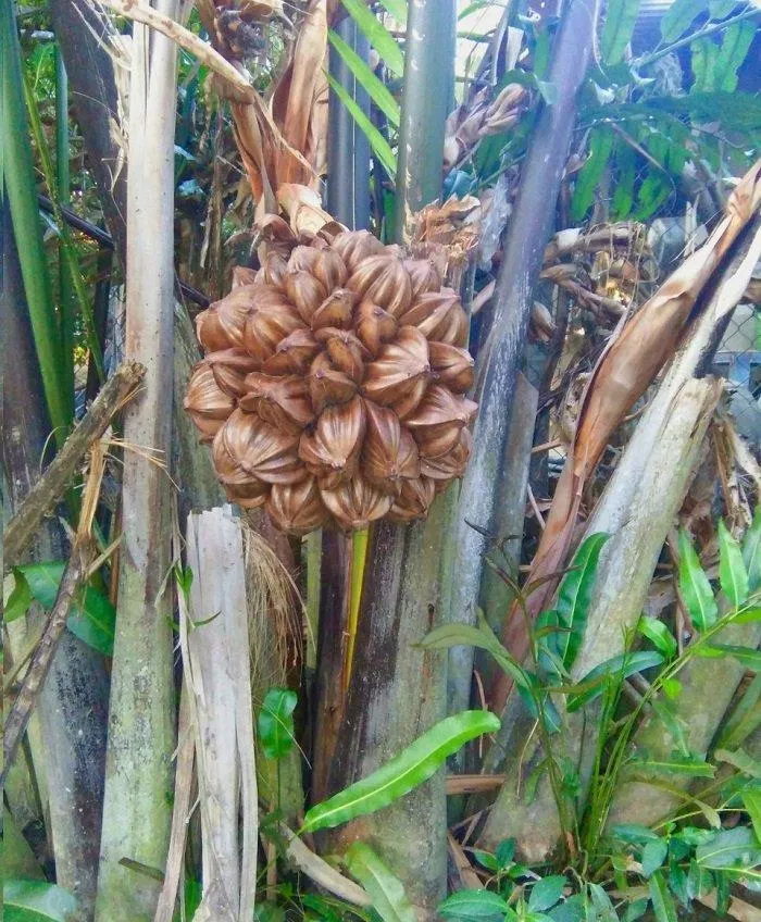 Buồng dừa nước mọc trên cây (Nguồn: Phương Oliver).