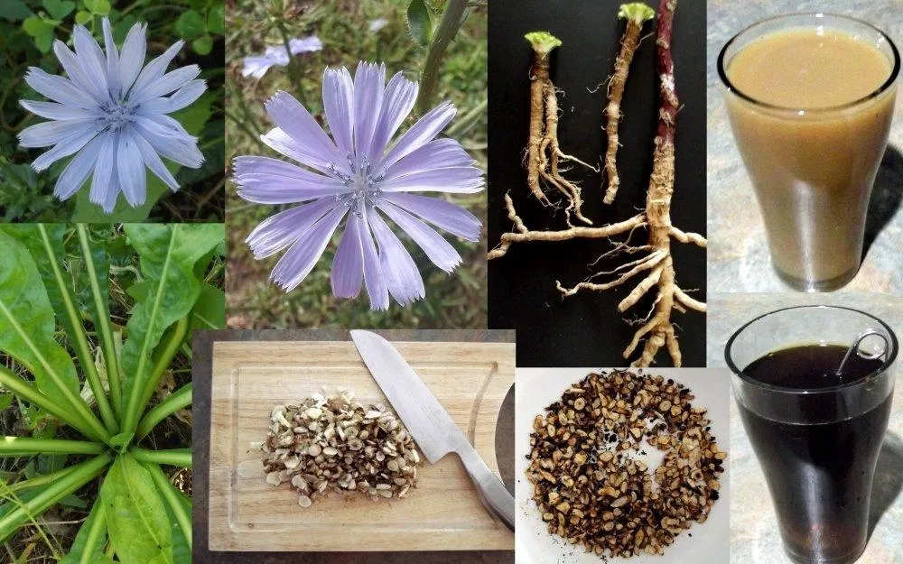 Cây chicory dùng để làm cà phê (Ảnh: Internet). Cây chicory dùng để làm cà phê (Ảnh: Internet).