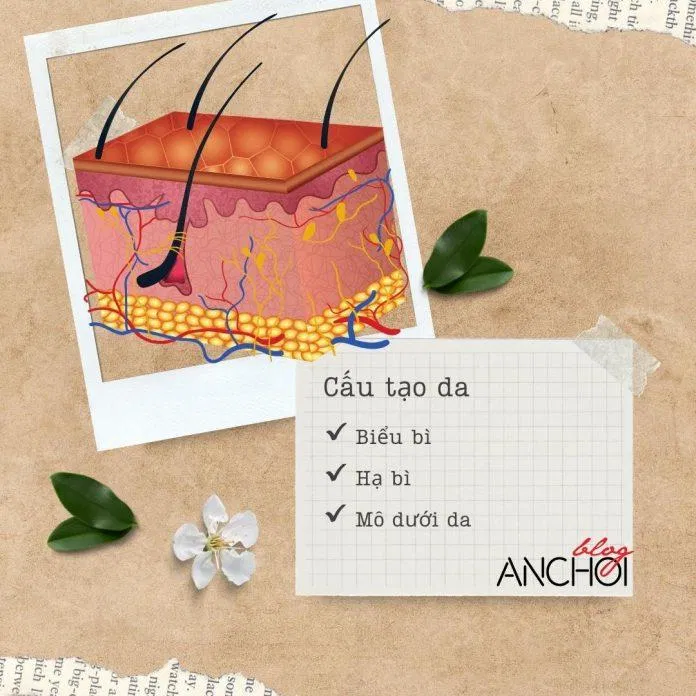 Da được cấu tạo gồm có 3 lớp trong đó lớp thượng bì chứa melanin quyết định màu sắc da ( Nguồn: BlogAnChoi)