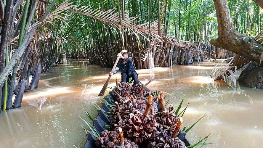 Người miền tây thường chèo xuống đi cặp các con sông, con kênh để chặt dừa nước (Nguồn: Phương Oliver).