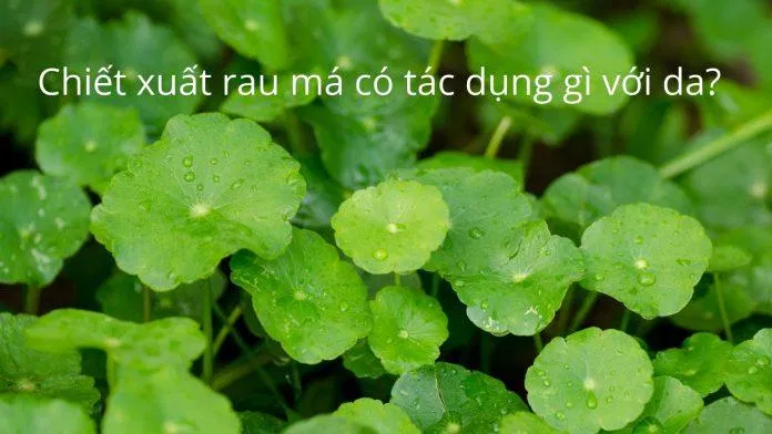 Tác dụng thần kỳ của rau má đối với da (Nguồn: Tác giả)