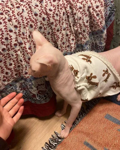 Hình ảnh chú mèo Goblin của Sulli được Seon Ah update lên Instagram - Ảnh: Internet Hình ảnh chú mèo Goblin của Sulli được Seon Ah update lên Instagram - Ảnh: Internet