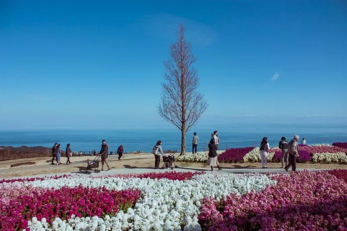 Công viên hoa với những thảm hoa salvia tỏa hương khoe sắc. (Nguồn: Internet)