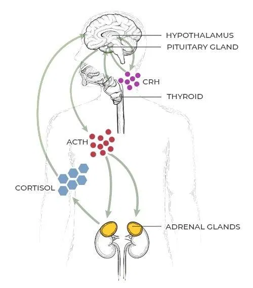 Trục hạ đồi-tuyến yên-thượng thận giúp cơ thể phản ứng với stress (Ảnh: Internet). Trục hạ đồi-tuyến yên-thượng thận giúp cơ thể phản ứng với stress (Ảnh: Internet).