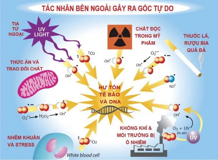 Các gốc tự do là thủ phạm gây hại cho tế bào (Ảnh: Internet). Các gốc tự do là thủ phạm gây hại cho tế bào (Ảnh: Internet).