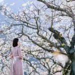 Thung lũng mận Nà Ka là địa điểm hot nhất Mộc Châu - Ảnh: Hoàng Dương