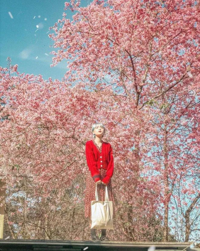 Vẻ đẹp của mai anh đào tại Đà Lạt chỉ khiến ta muốn "xách balo lên và đi" (Nguồn: Internet)