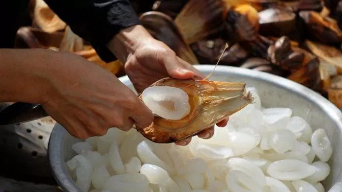 Máy nạo dừa từ dừa nước (nguồn: Fuang Oliver).