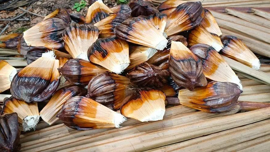 Những trái dừa nước được tách ra khỏi buồng (Nguồn: Phương Oliver).